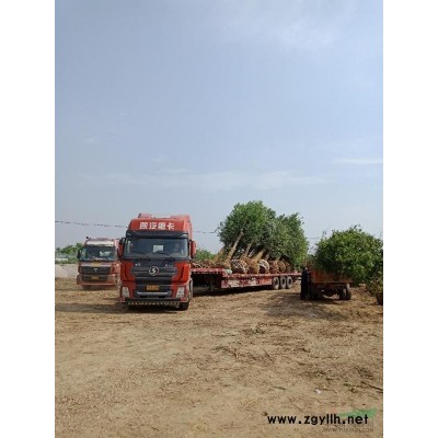 湖北荊州川店大量供應：香樟，欒樹，廣玉蘭，紅葉石楠，女貞