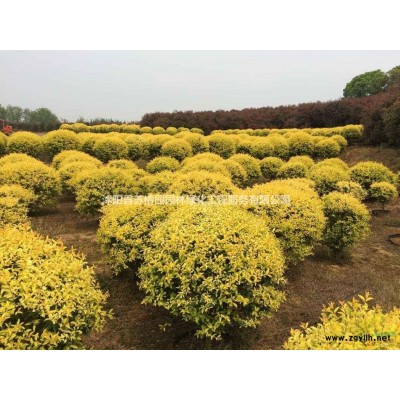 基地特價(jià)各種規(guī)格精品金葉女貞球、金森女貞球、金葉女貞工程苗