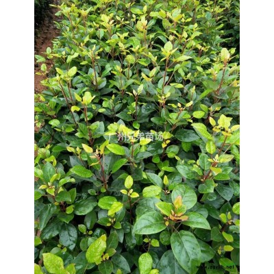 廣東兄弟苗場大量供應黎塑,黎塑價格優惠,高20-200cm