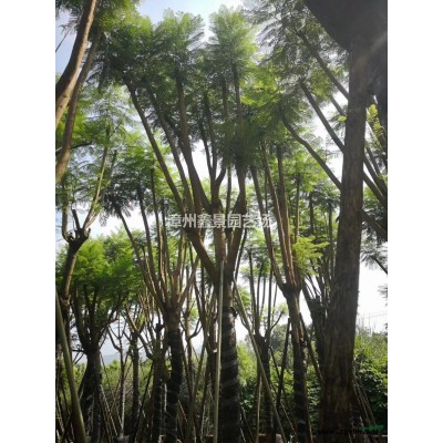 福建[產品]/福建三角梅柱2-2.5米高價格/報價