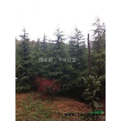 大量供應1米紅葉石楠