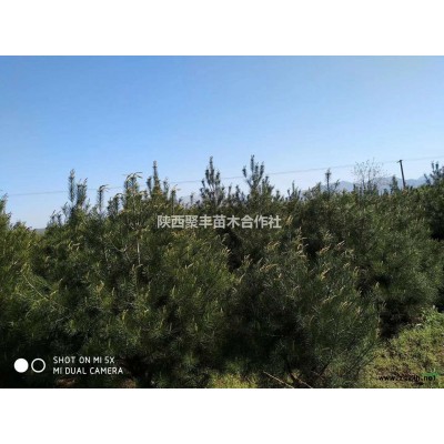 大量供應白皮松