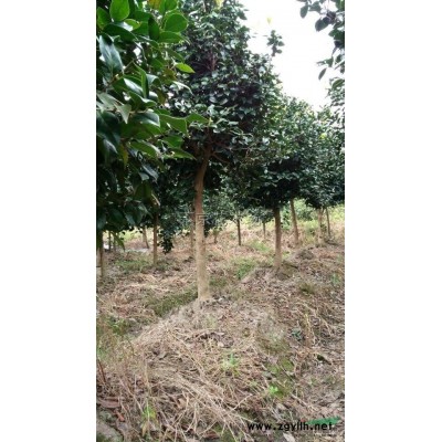 浙江單桿茶花 單桿茶花報(bào)價(jià) 單桿茶花市場(chǎng)需求量