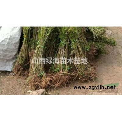 今年藥用連翹苗價格 1年藥用連翹苗價格，2年連翹苗價格