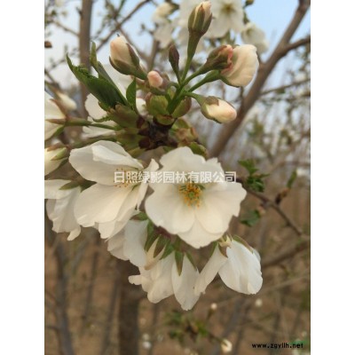 菊枝垂櫻花 菊枝垂櫻花小苗哪里購買 山東菊枝垂櫻花小苗基地