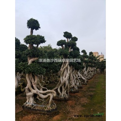 漳浦縣沙西鎮(zhèn)卓綠園藝場--榕樹怪根