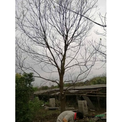 丹桂、廣西桂林丹桂苗
