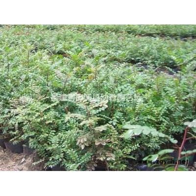 漳浦縣幼香園藝供應垂葉榕1米—3米