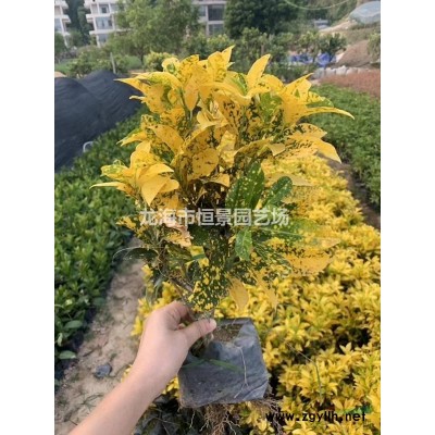 合肥地區直銷紅花檵木物美價廉