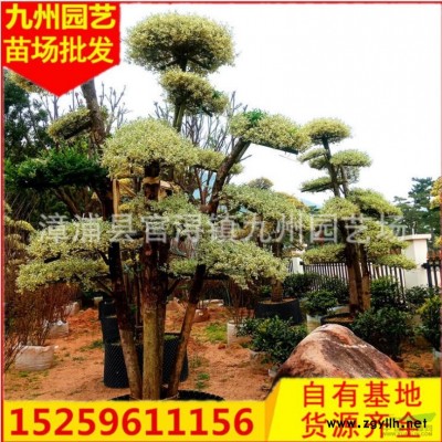 福建羅漢松球價(jià)格便宜 漳州羅漢松球精品羅漢松球價(jià)格怎么樣