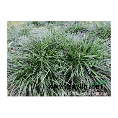 江蘇薔薇哪里好/哪家便宜