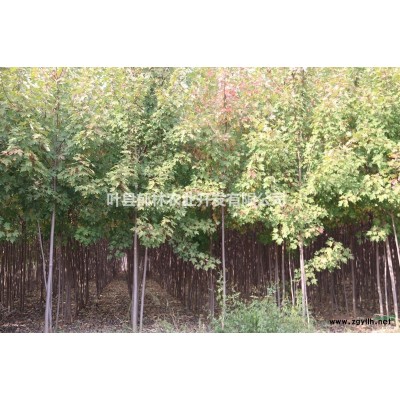 出售占地紫葉李