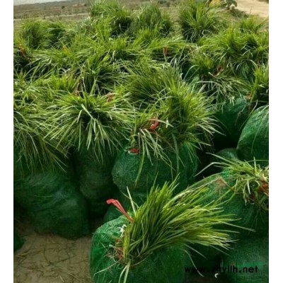 湖北襄陽麥冬草基地，常年銷售麥冬草