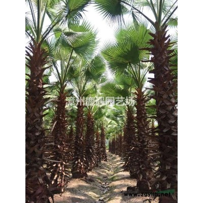 紅花繼木苗圃報價 紅花繼木基地批發價格