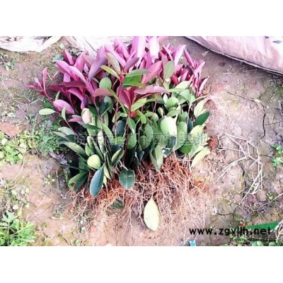 安徽宣城市宣州區貍橋鎮低價出售甜茶苗