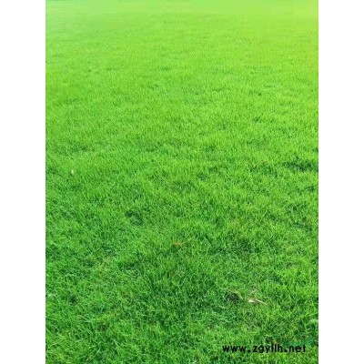 郴州紅葉石楠小苗/紅葉石楠杯苗/湖南地區供應紅葉石楠苗