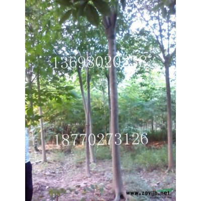 江西供應枇杷樹2規格*