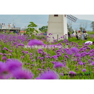 邊坡綠化杯苗五葉地錦杯苗批發(fā)