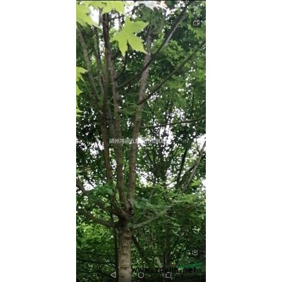 出售五角楓元寶楓