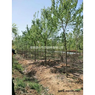 美心園林苗圃定植精品榆葉梅