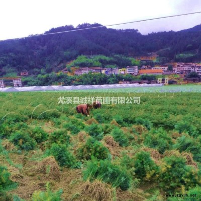 杉木苗-馬尾松-香樟-木荷-閩楠-楓香