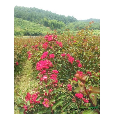 日本紅楓   中國紅楓