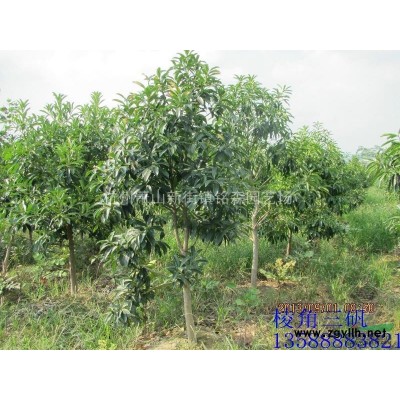 矮婆鵑2加侖 5加侖