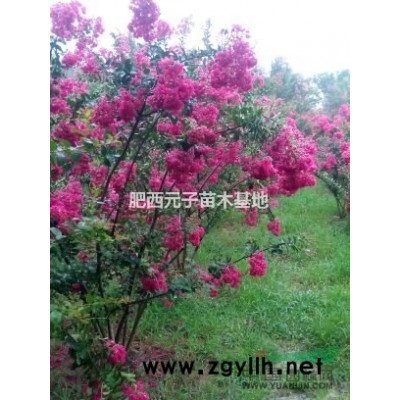 海桐球、黃楊球、金邊黃楊。