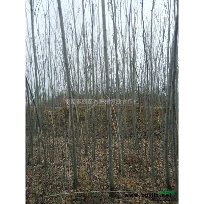 湖北地區供應紫薇