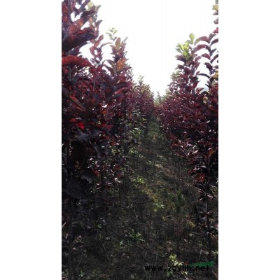 花楸，紫葉碉李