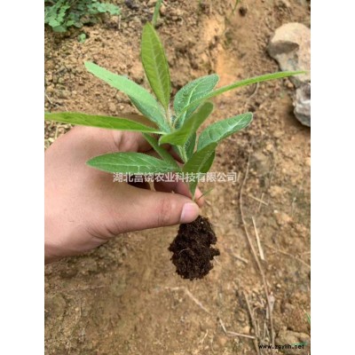 黃杜鵑4年種苗樹苗帶花苞