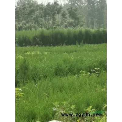 花椒苗，大紅袍花椒苗，一年花椒苗哪里有