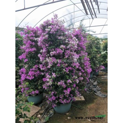 特殊品種三角梅