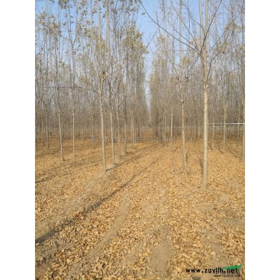 2017年山東速生國槐3*新報價