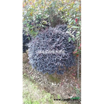 供應(yīng)羅漢松造型，羅漢松盆景，羅漢松種類價(jià)格，福建羅漢松