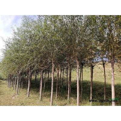 沈陽地區供應垂暴109柳斷干后發冒6∽10公分