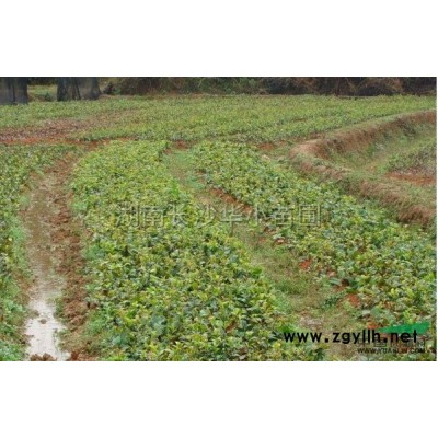 造型羅漢松報價/湖南造型羅漢松報價