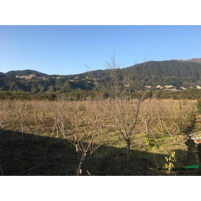 福建竹柏批發/供應