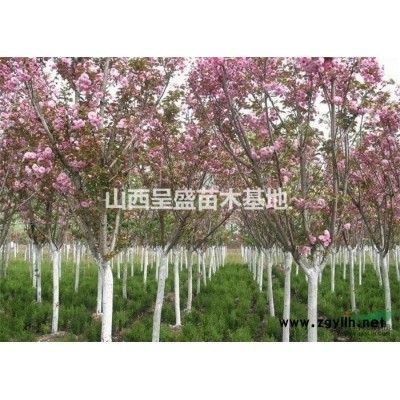 一年生連翹價格0.2公分起步0.18元一棵