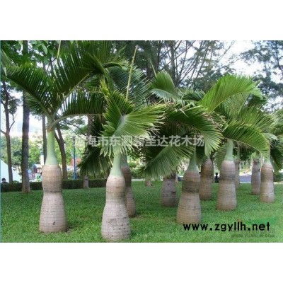 福建漳州火山榕基各種規格大量批發供應   自家貨源，無中介！