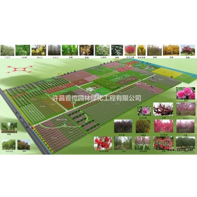 低價(jià)出售一批紅花叢生紫薇百日紅