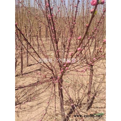 油松、云杉、榆葉梅等，價格優(yōu)惠