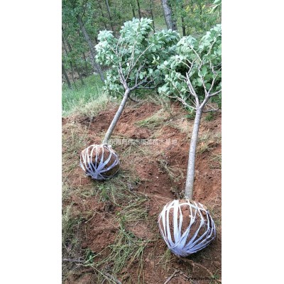 青島3/15公分櫻花量大，速生櫻花3/5公分羅根量大