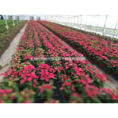 綠寶，幸福樹