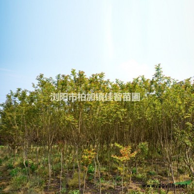 湖南叢生香樟/叢生香樟價格/精品叢生香樟雨季工程樹供應