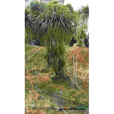 洋紅風(fēng)鈴木  14-15分 易種植觀花喬木