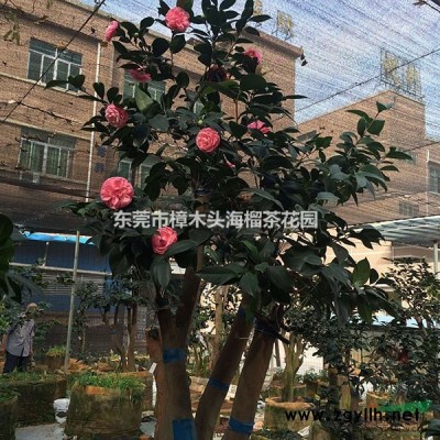 古樁茶花大樹高檔小區(qū)別墅園藝景觀樹