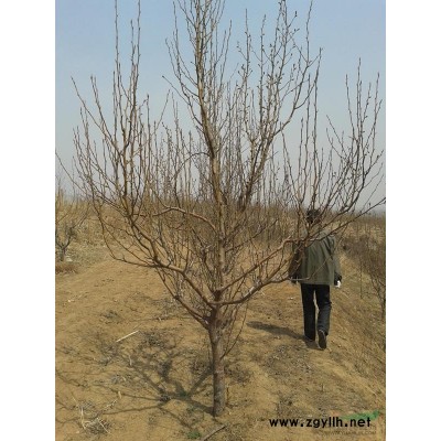 大面積優(yōu)質(zhì)棗樹苗火熱預(yù)定中