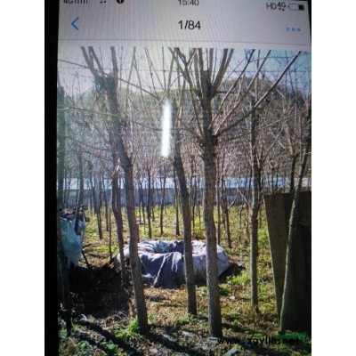 遼寧地區供應黃柏