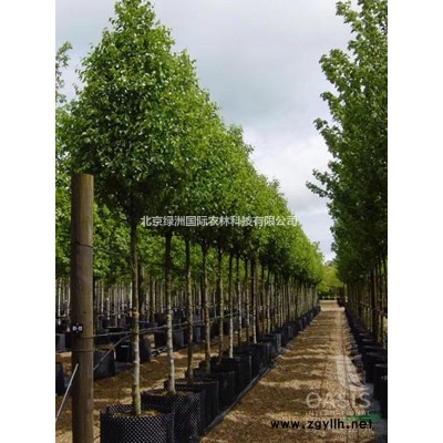 彩葉豆梨 -- 殿堂*